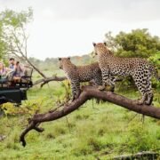 National Park Safari | Lush Sri Lankan Holidays