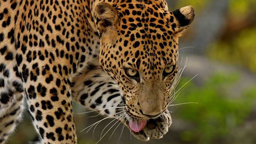 Leopard Safari | Lush Sri Lankan Holidays