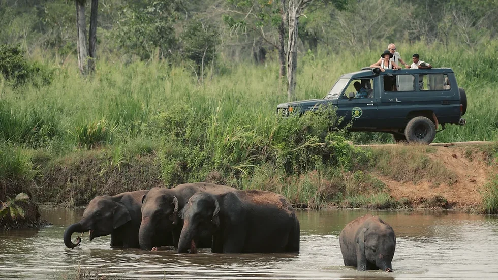 Minneriya Elephant Safari | Lush Sri Lankan Holidays