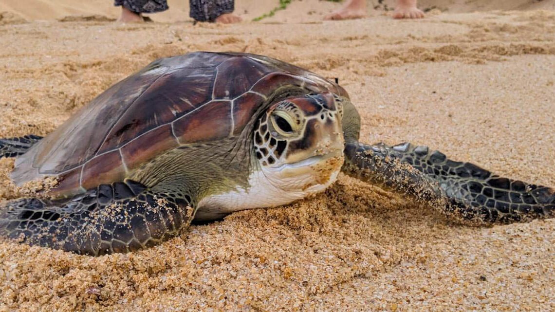 Sea Turtle Conservation Project | Lush Sri Lankan Holidays