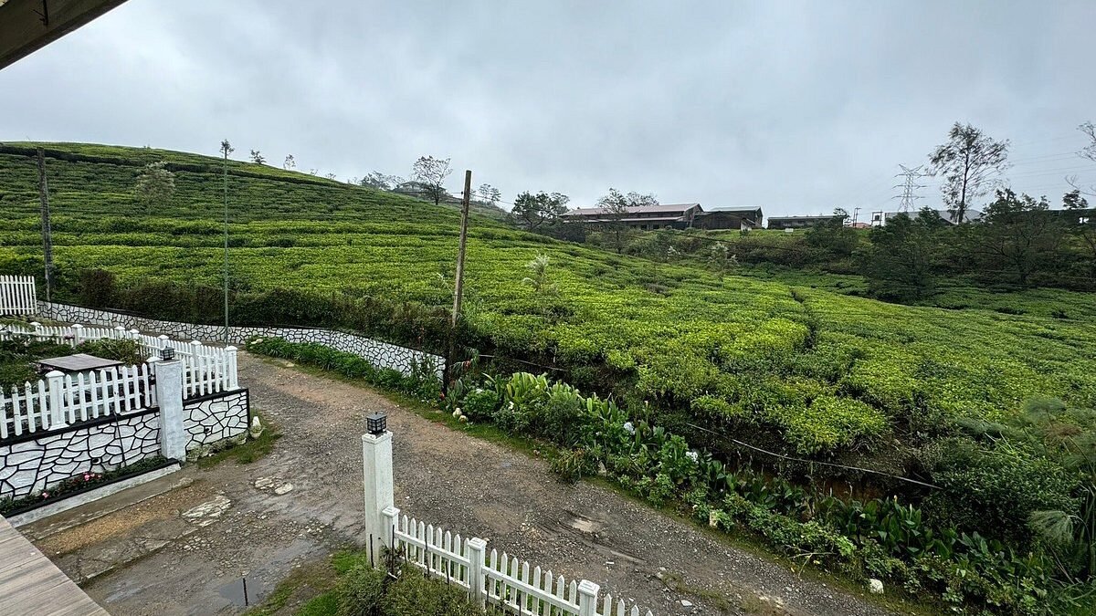 Tea Plantation Tour and Tasting| Lush Sri Lankan Holidays