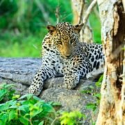 Udawalawe National Park | Lush Sri Lankan Holidays