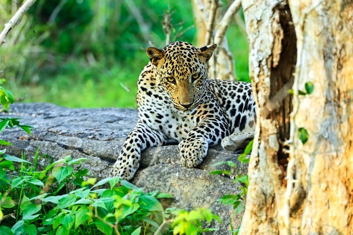 Udawalawe National Park | Lush Sri Lankan Holidays