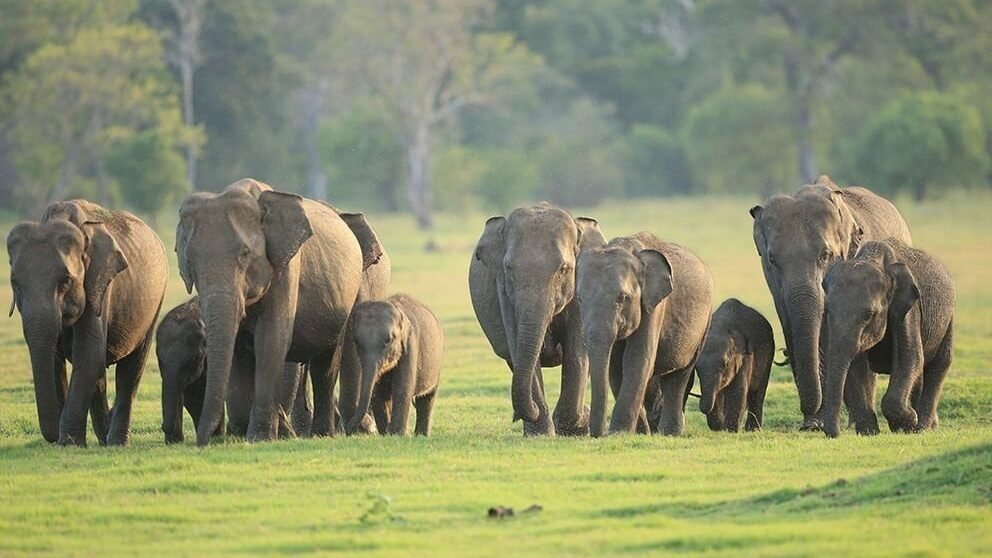 udawalawe-national-park | Lush Sri Lankan Holidays