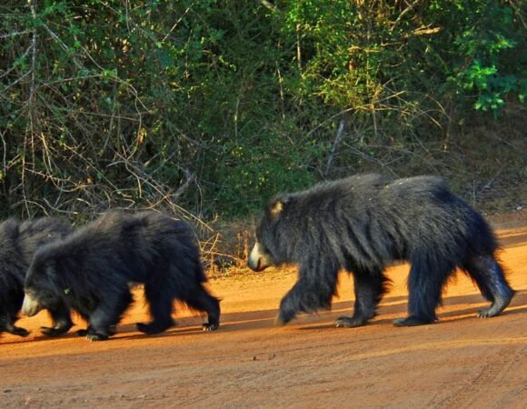 Yala National Park