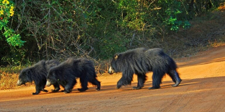 yala-safari-srilanka- | Lush Sri Lankan Holidays