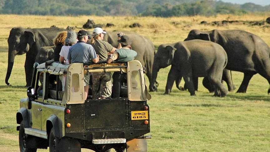 National Park Safari  | Lush Sri Lankan Holidays