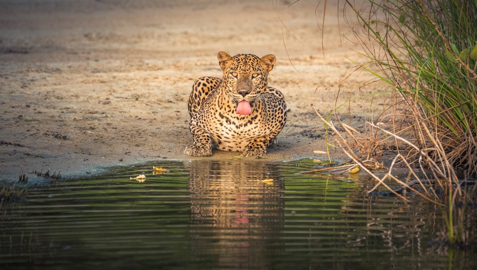 leopard in water during daytime